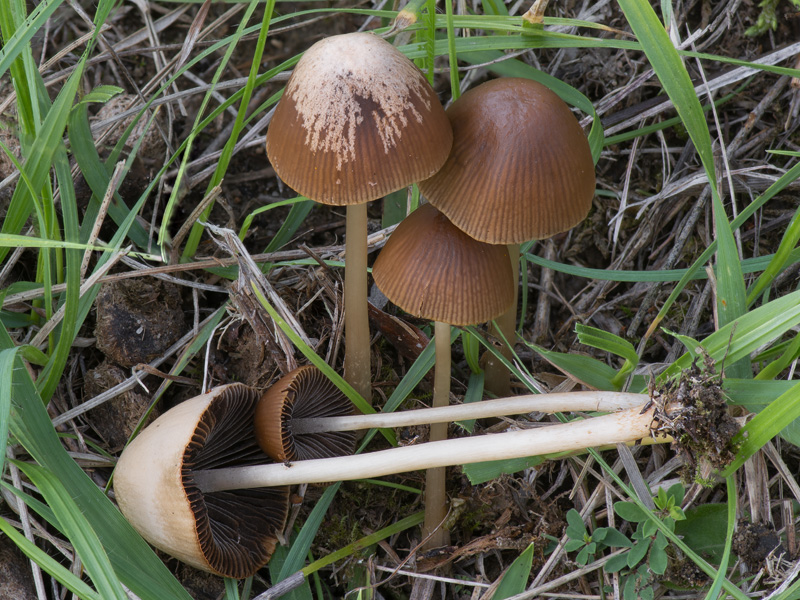 Psathyrella conopilus